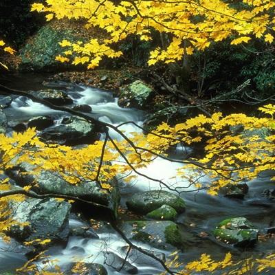 4949澳门免费资料大全手机app下载